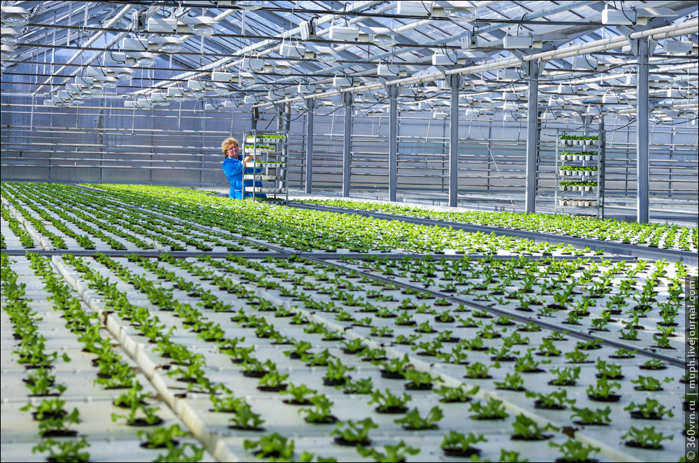 Tables with plastic trays and a specific solution feed system. The solution washes the plant's roots...