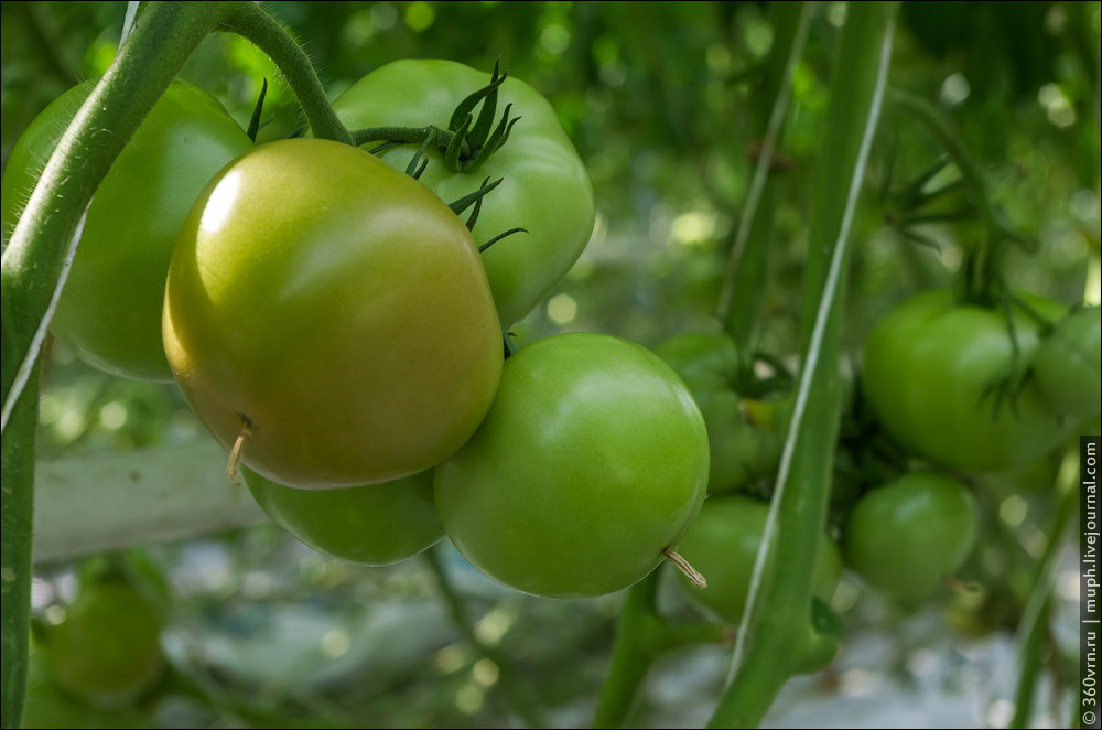 The picture of ripening tomatoes. Let's move to cucumbers.